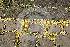 Cobblestone, cobblestones with yellow petals