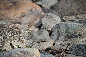 Cobblestone made of round stones with sprouted grass