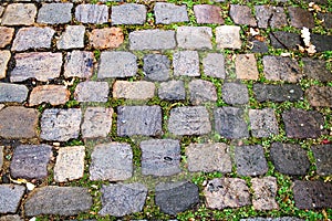 Cobblestone pavement with green grass in between the stones