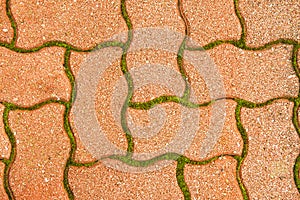 Cobblestone pavement in between - green moss