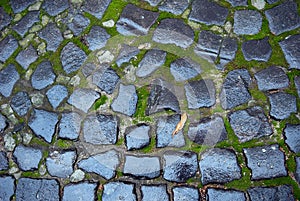 Cobblestone pavement with moss