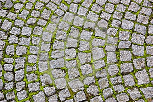 Cobblestone pavement overgrown with moss