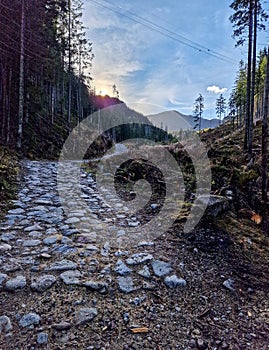 A cobblestone road climbs uphill alongside conifers