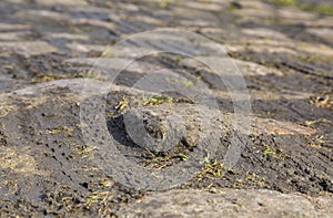 Cobblestone Road- Detail