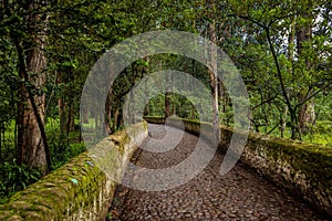Cobblestone road in thick forest