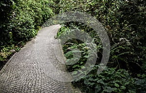 Cobblestone road in the forest