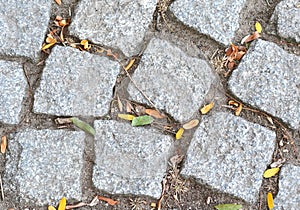 Cobblestone road with grass, dry leaves