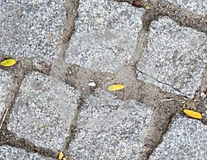 Cobblestone road with grass, dry leaves