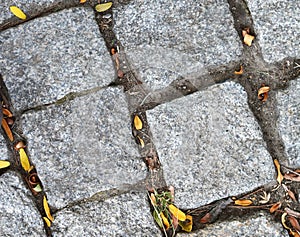 Cobblestone road with grass, dry leaves