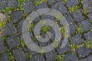 Cobblestone on the road with green grass. Background image on the theme of urban planning, vintage, travel