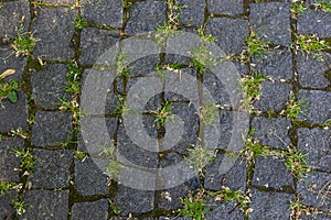 Cobblestone on the road with green grass. Background image on the theme of urban planning, vintage, travel