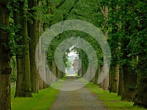 Cobblestone road with misty lanes of trees in a green spring forest in Kalmthout