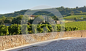 Cobblestone Road among Soave Vineyards