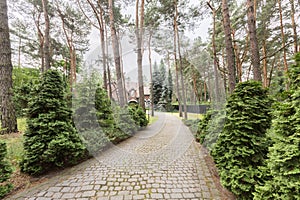 Cobbelstone road in the woods leading to an old house. Real photo