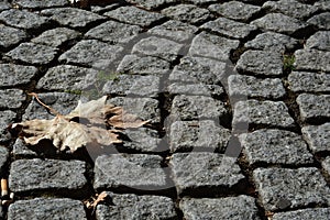 Cobblestone street abstract, yellow leaf