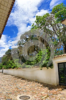 Cobblestone Street and Foliage