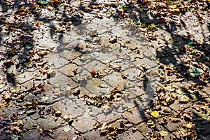 Cobblestones covered by leaves