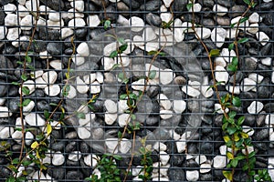 Cobblestones wall with climbing ivy