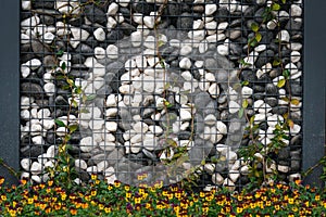 Cobblestones wall with climbing ivy and blooming yellow flowers