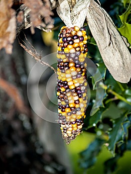 Cobcorn with yellow and purple grains