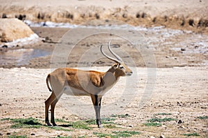 Cobe lechwe, species of antelope photo