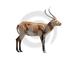 Cobe lechwe, species of antelope photo