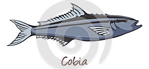 Cobia, Color Illustration