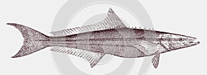 Cobia, a threatened marine fish in side view