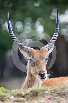 Cobo dell'Ellisse antilope portrait photo
