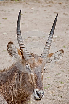 COBO (Kobus ellipsiprymnus)