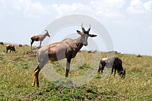 Cobo's group photo