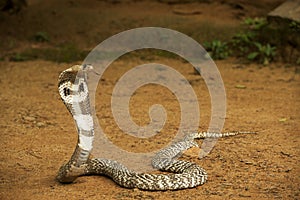 Cobra photo