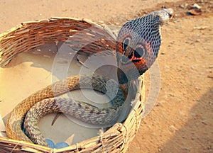 A cobra in a basket photo