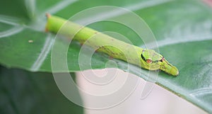 Cobra Caterpillar on green leaf, Close up shot