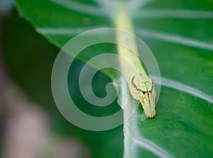 Cobra Caterpillar on green leaf, Close up shot