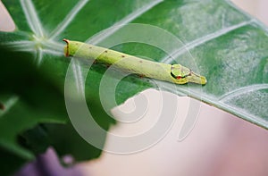 Cobra Caterpillar on green leaf, Close up shot