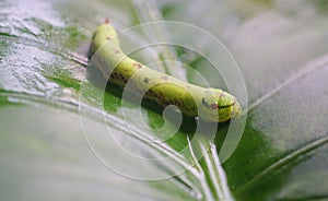 Cobra Caterpillar on green leaf, Close up shot