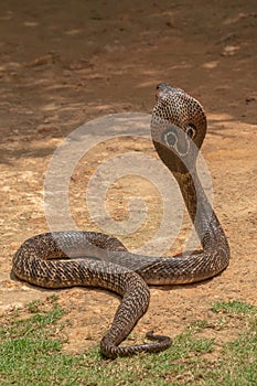 The cobra is the common name of some elapids able to widen