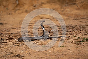 The cobra is the common name of some elapids
