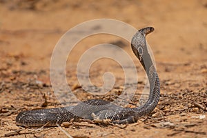 The cobra is the common name of some elapids able to widen photo