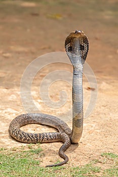 The cobra is the common name of some elapids able to widen the ribs to form the famous hood photo
