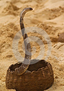 Cobra emerging from basket photo