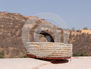Cobra in fakir`s basket against Amer Fort photo