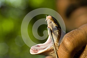 Cobra Fangs