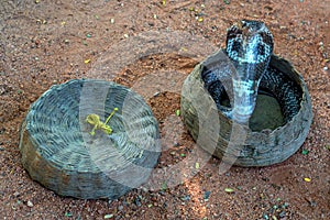 Cobra in a hamper photo
