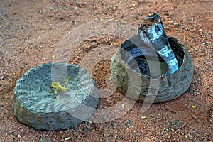 Cobra in a hamper photo