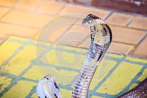 A cobra hooding and growling on the floor. The monocled cobra (Naja kaouthia), also called monocellate cobra, is a deadly venomous photo