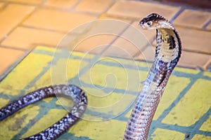 A cobra hooding and growling on the floor. The monocled cobra (Naja kaouthia), also called monocellate cobra, is a deadly venomous photo