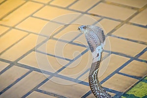 A cobra hooding and growling on the floor. The monocled cobra (Naja kaouthia), also called monocellate cobra, is a deadly venomous photo