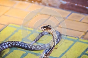 A cobra hooding and growling on the floor. The monocled cobra (Naja kaouthia), also called monocellate cobra, is a deadly venomous photo